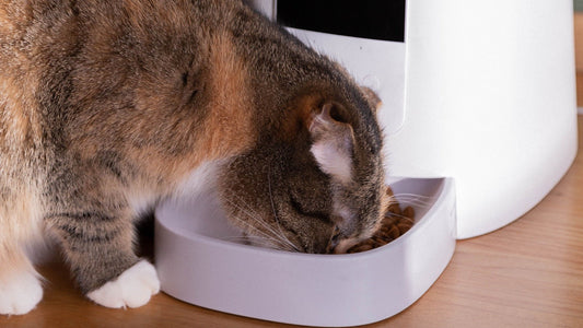 Smart Feeding Made Simple: How Automatic Feeders Support Better Pet Routines