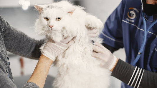 From Daily Habits to Health Insights: The Growing Role of Smart Pet Monitoring