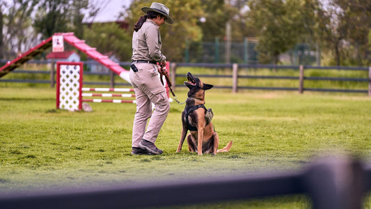 Smarter Dog Training: How Technology Can Support Safer, More Consistent Habits