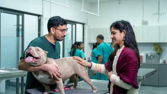 Connected Pet Care: How Smart Technology and Veterinary Care Work Better Together
