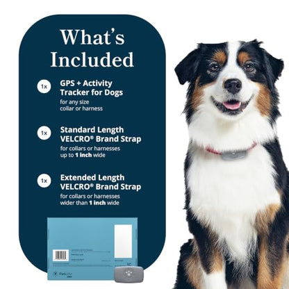petivity Dog GPS Tracker Powered by Purina, Waterproof Real Time Tracking GPS Dog Collar, Downloadable App, Subscription Required