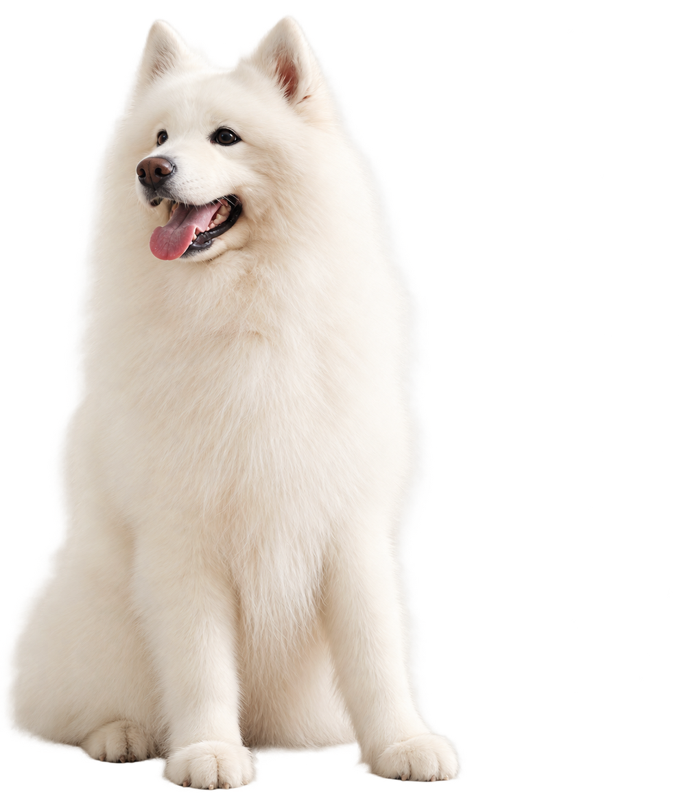 Dog enjoying smart pet essentials