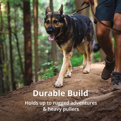 Reflective Padded Dog Harness with Dual Leash Clips