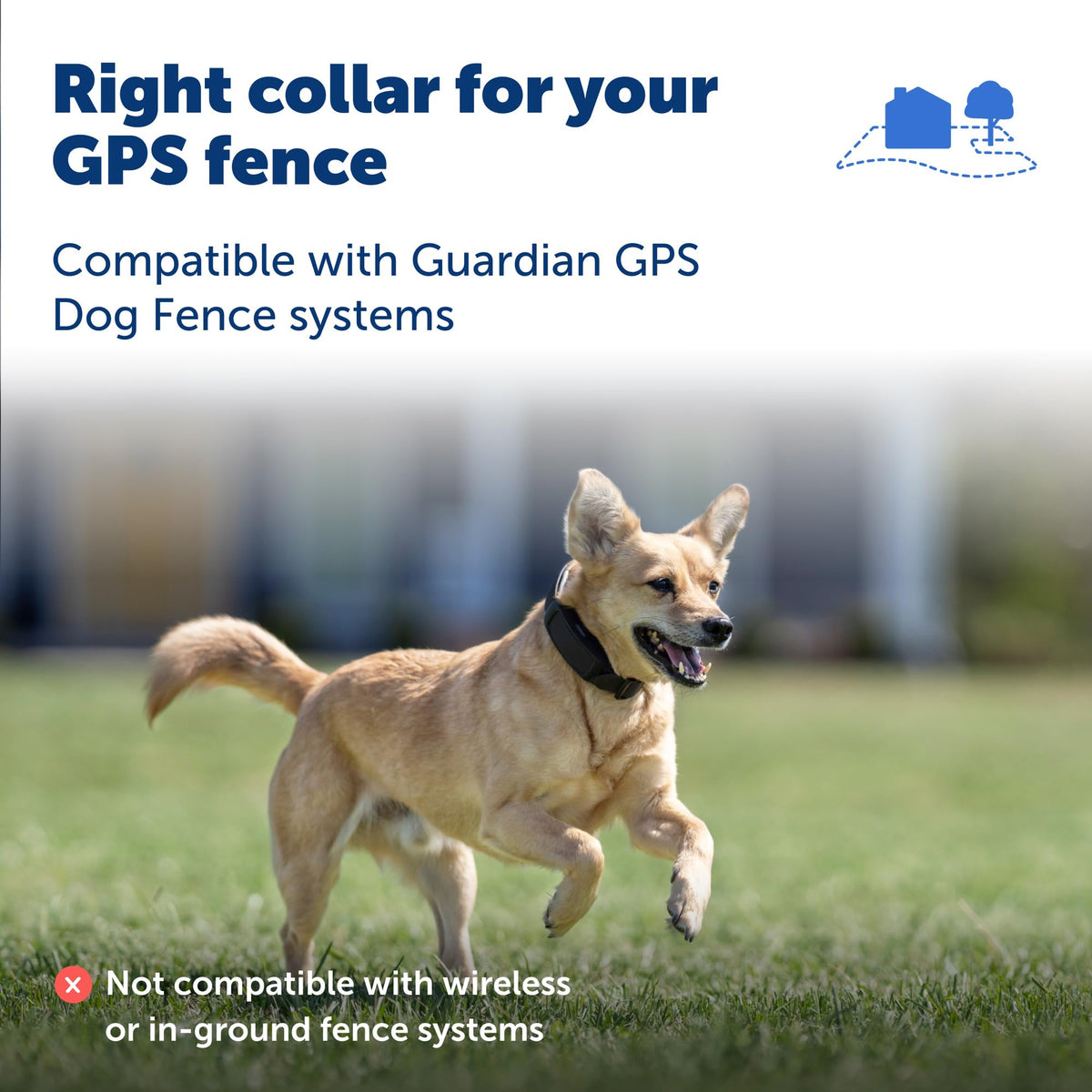 Subscription-Free GPS Dog Collar with Wireless Fence