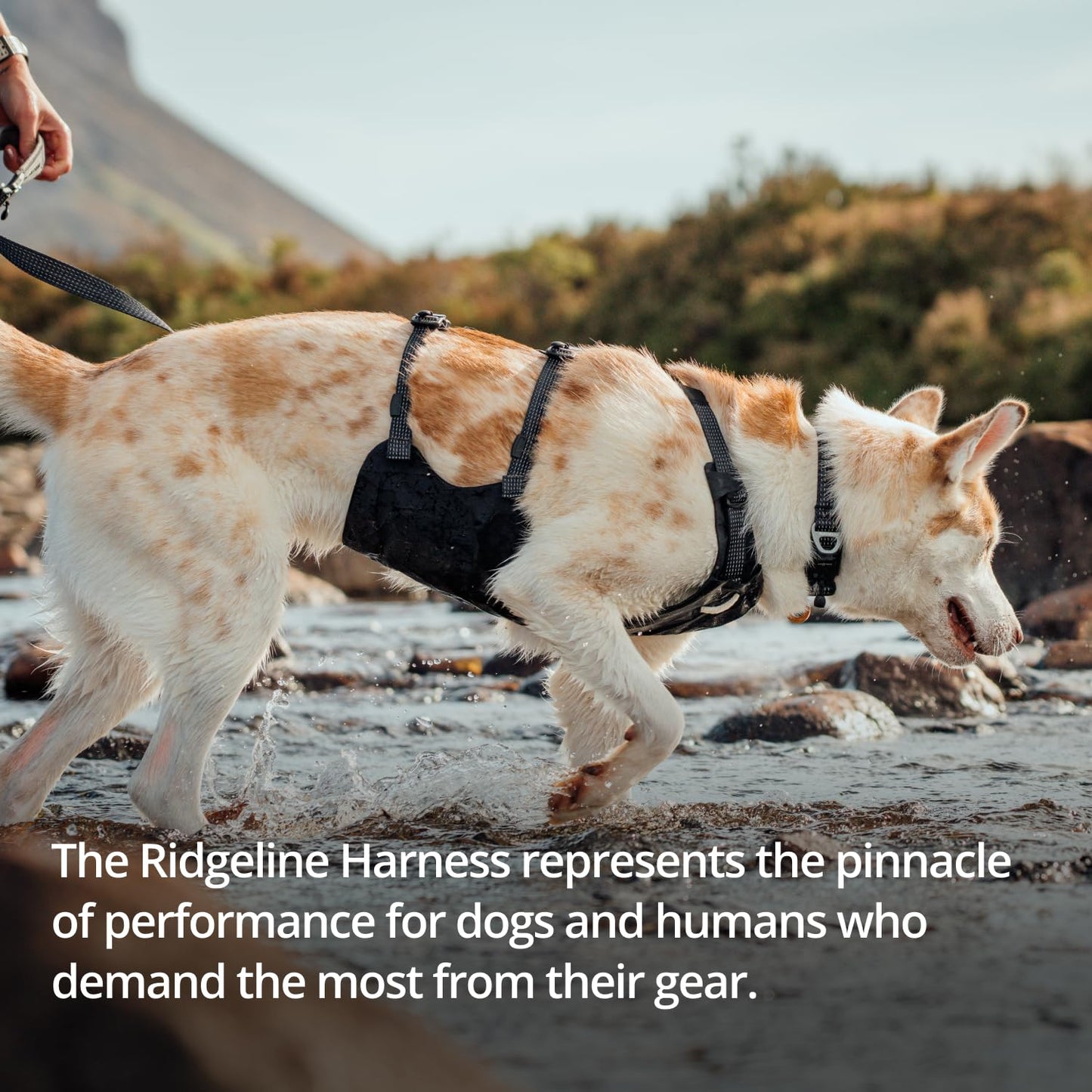 Ruffwear, Ridgeline Dog Harness