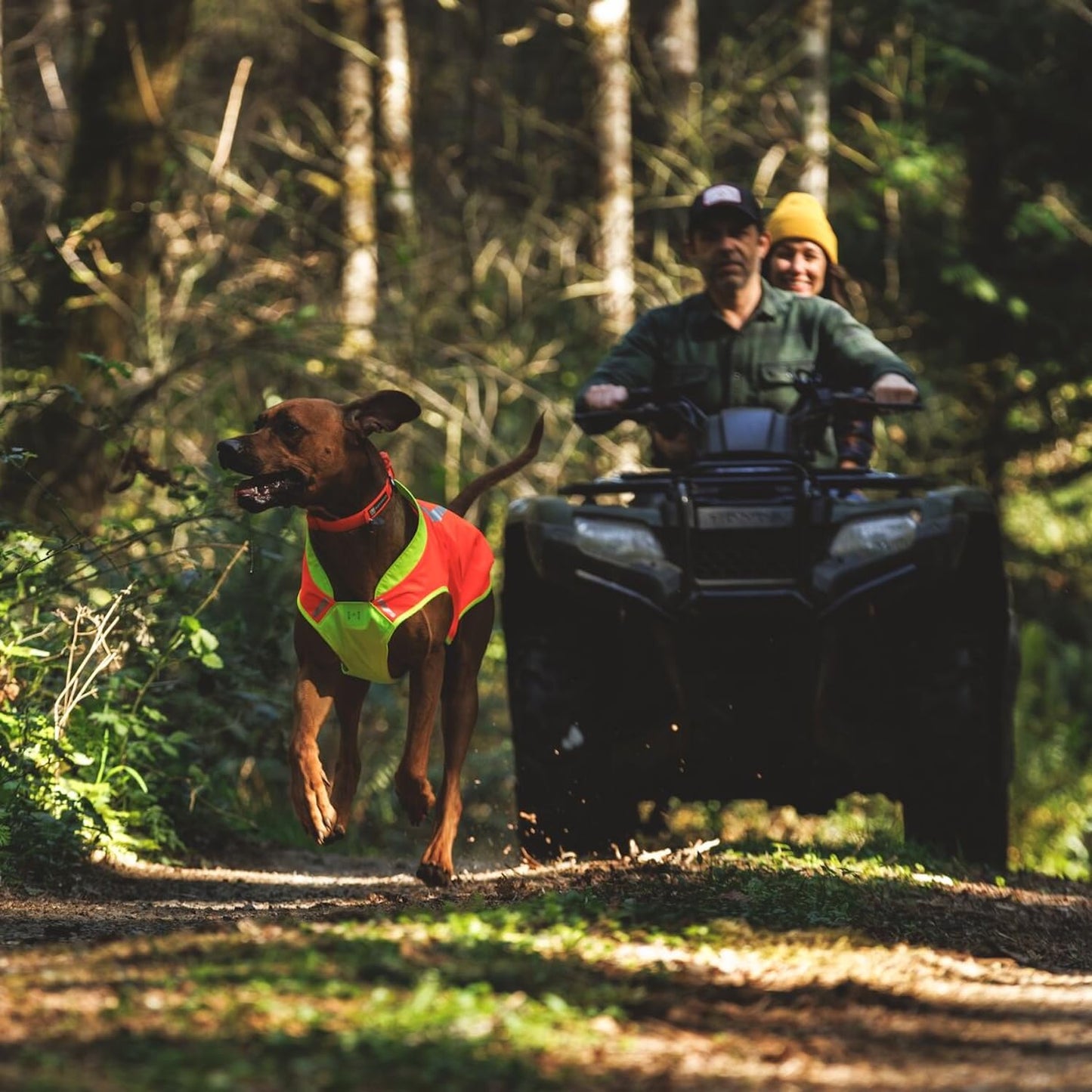 High-Visibility Reflective Dog Vest with Water-Repellent Shell