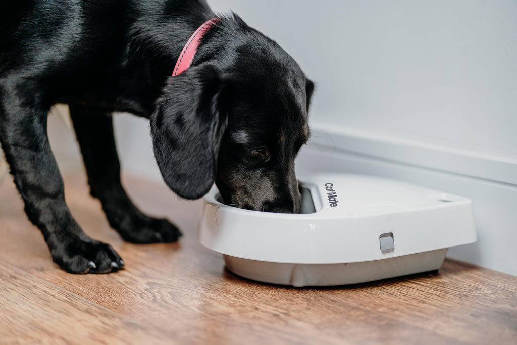 Automatic Digital Pet Feeder with Ice Pack for Cats & Dogs