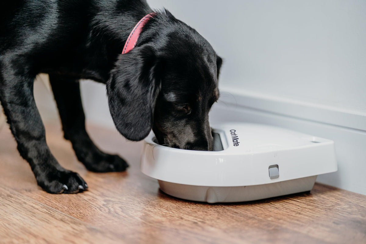 Automatic Digital Pet Feeder with Ice Pack for Cats & Dogs