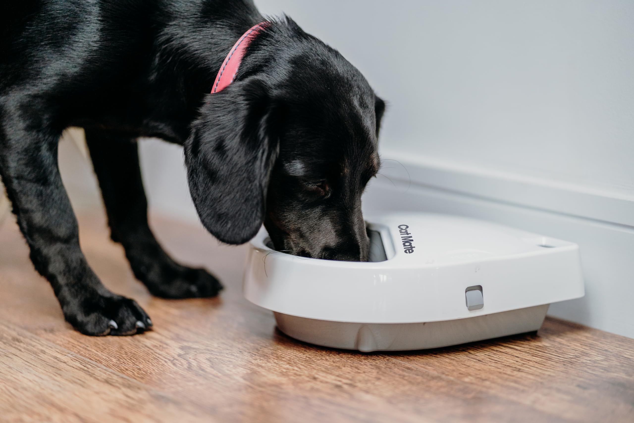 Automatic Digital Pet Feeder with Ice Pack for Cats & Dogs