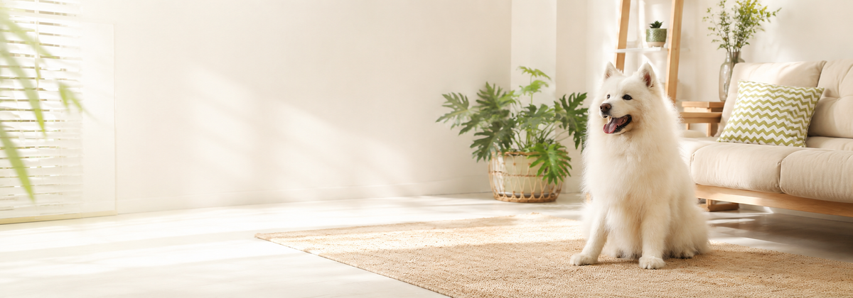 Tailnexa smart pet essentials for everyday care