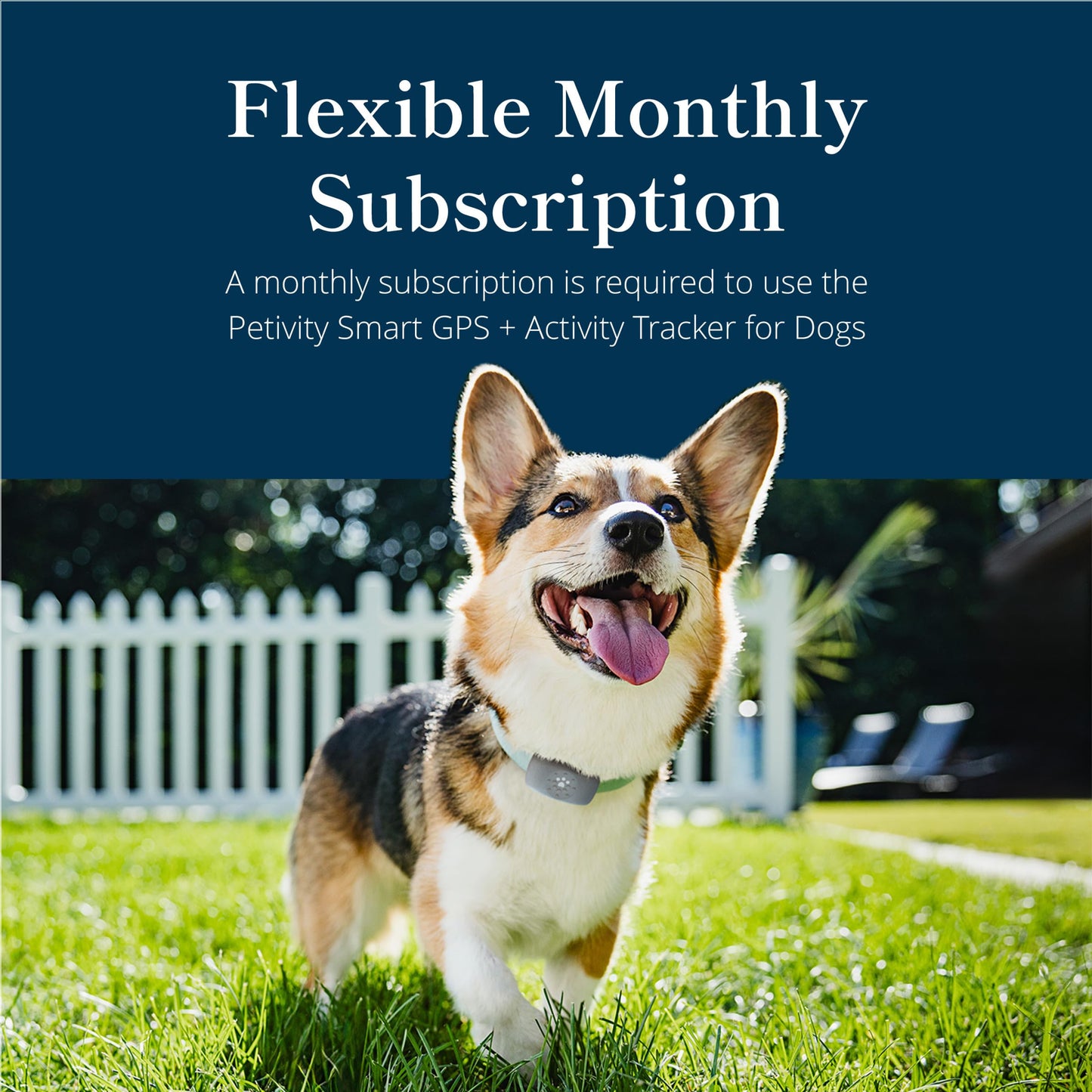 petivity Dog GPS Tracker Powered by Purina, Waterproof Real Time Tracking GPS Dog Collar, Downloadable App, Subscription Required