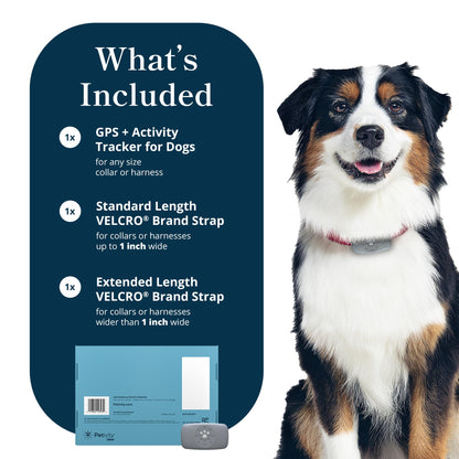 petivity Dog GPS Tracker Powered by Purina, Waterproof Real Time Tracking GPS Dog Collar, Downloadable App, Subscription Required