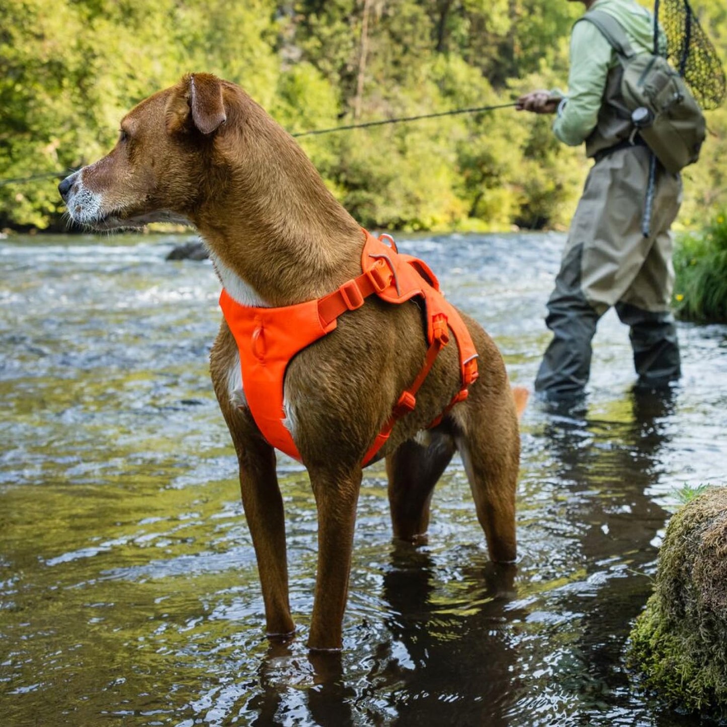 Ruffwear, Web Master Dog Body Harness