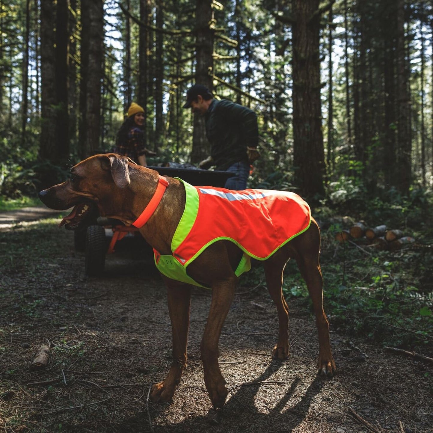 High-Visibility Reflective Dog Vest with Water-Repellent Shell