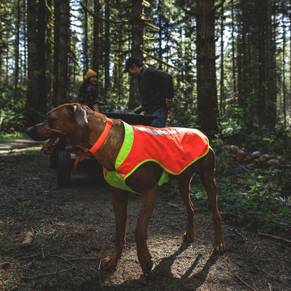 High-Visibility Reflective Dog Vest with Water-Repellent Shell