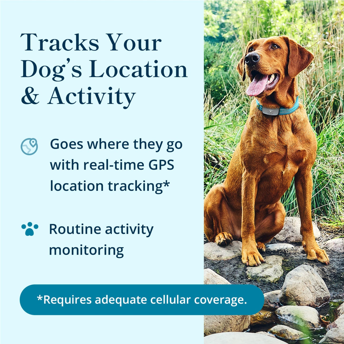 petivity Dog GPS Tracker Powered by Purina, Waterproof Real Time Tracking GPS Dog Collar, Downloadable App, Subscription Required