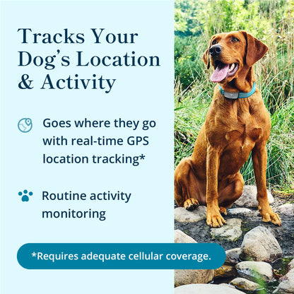 petivity Dog GPS Tracker Powered by Purina, Waterproof Real Time Tracking GPS Dog Collar, Downloadable App, Subscription Required